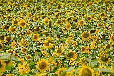 Fami通新一周销量榜 《宝可梦晶灿钻石／明亮珍珠》三连冠 